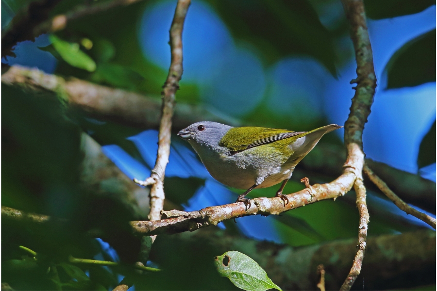 A Road Trip to Jamaica’s Top Birdwatching Locations