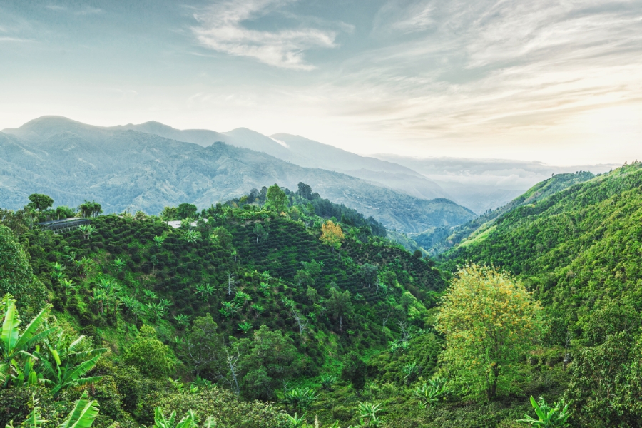 A Scenic Road Trip Across Valleys in Jamaica