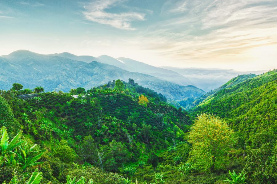 Woman driving in a rental car