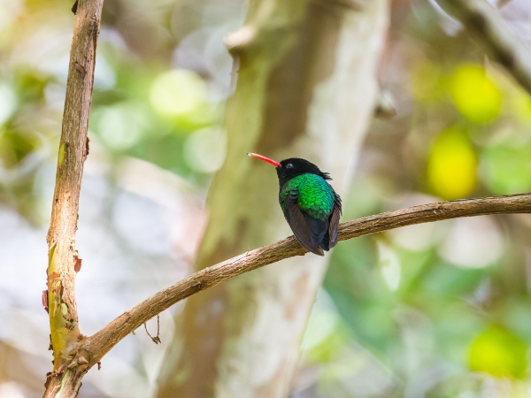 A Road Trip to Jamaica’s Top Birdwatching Locations