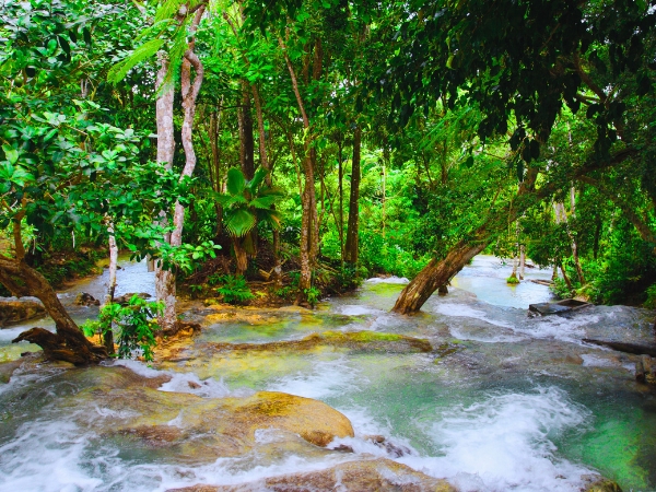 Best Spots in Ocho Rios for Nature Lovers Driving in Jamaica